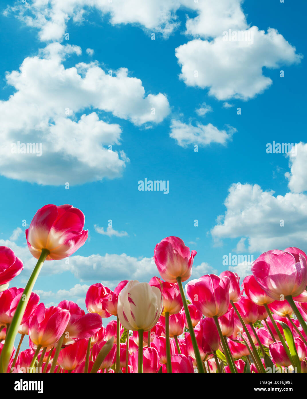 Schöne Tulpen Feld in den Niederlanden Stockfoto