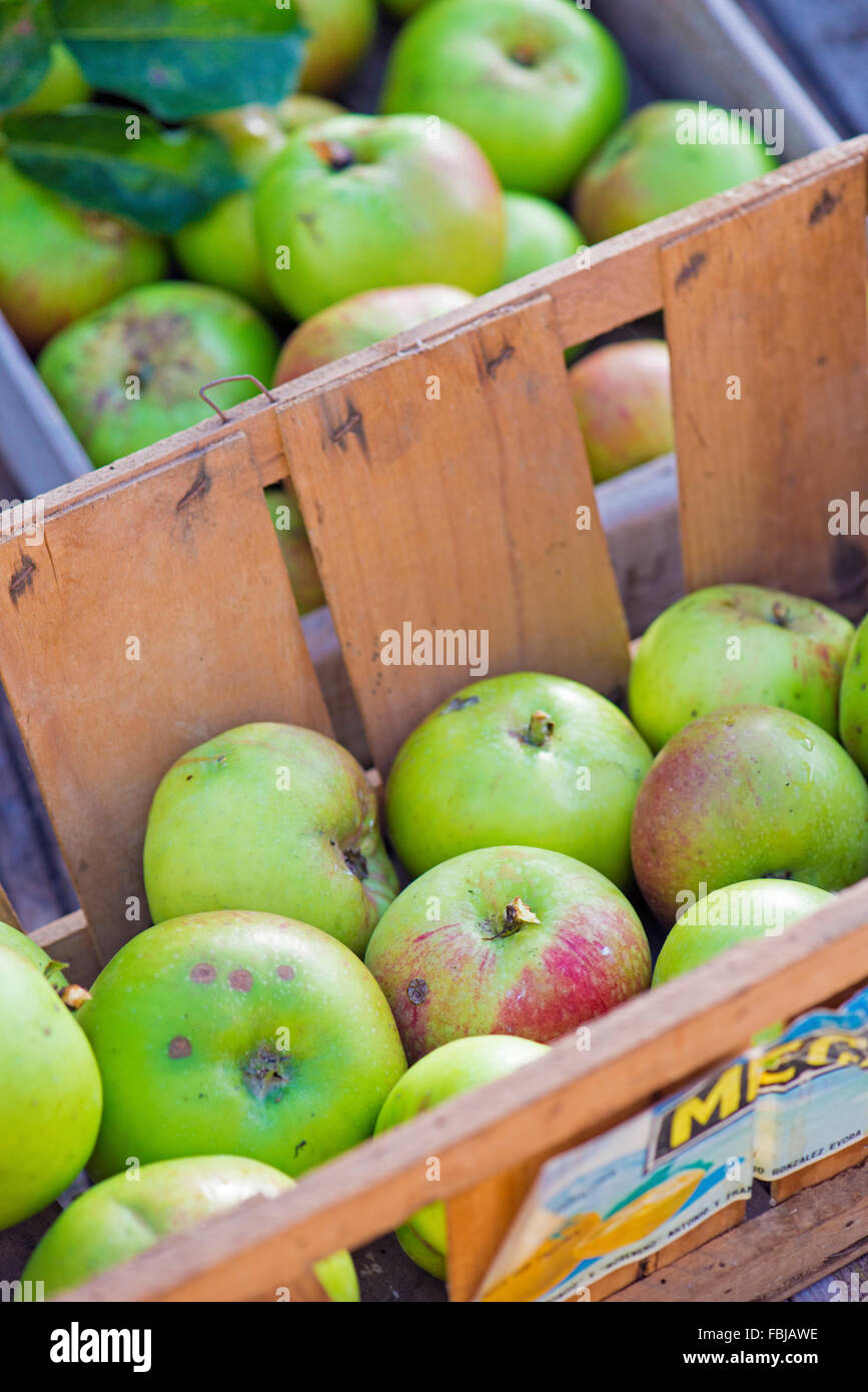 Boxen von Windfall Äpfel. Stockfoto