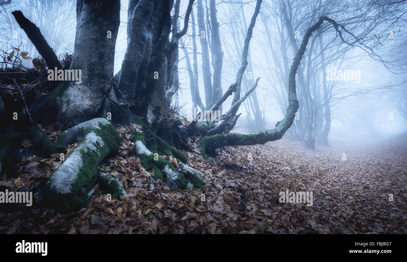 Wunderbaum in geheimnisvolle Herbstwald im blauen Nebel in der regnerischen Morgen. Schöne Landschaft. Vintage-Stil Stockfoto