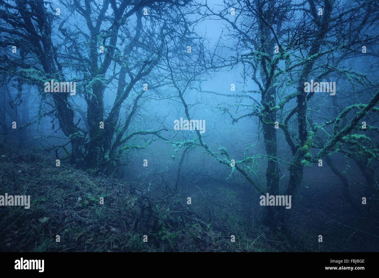 Wunderbaum in geheimnisvolle Herbstwald im blauen Nebel in der regnerischen Morgen. Schöne Landschaft. Vintage-Stil Stockfoto