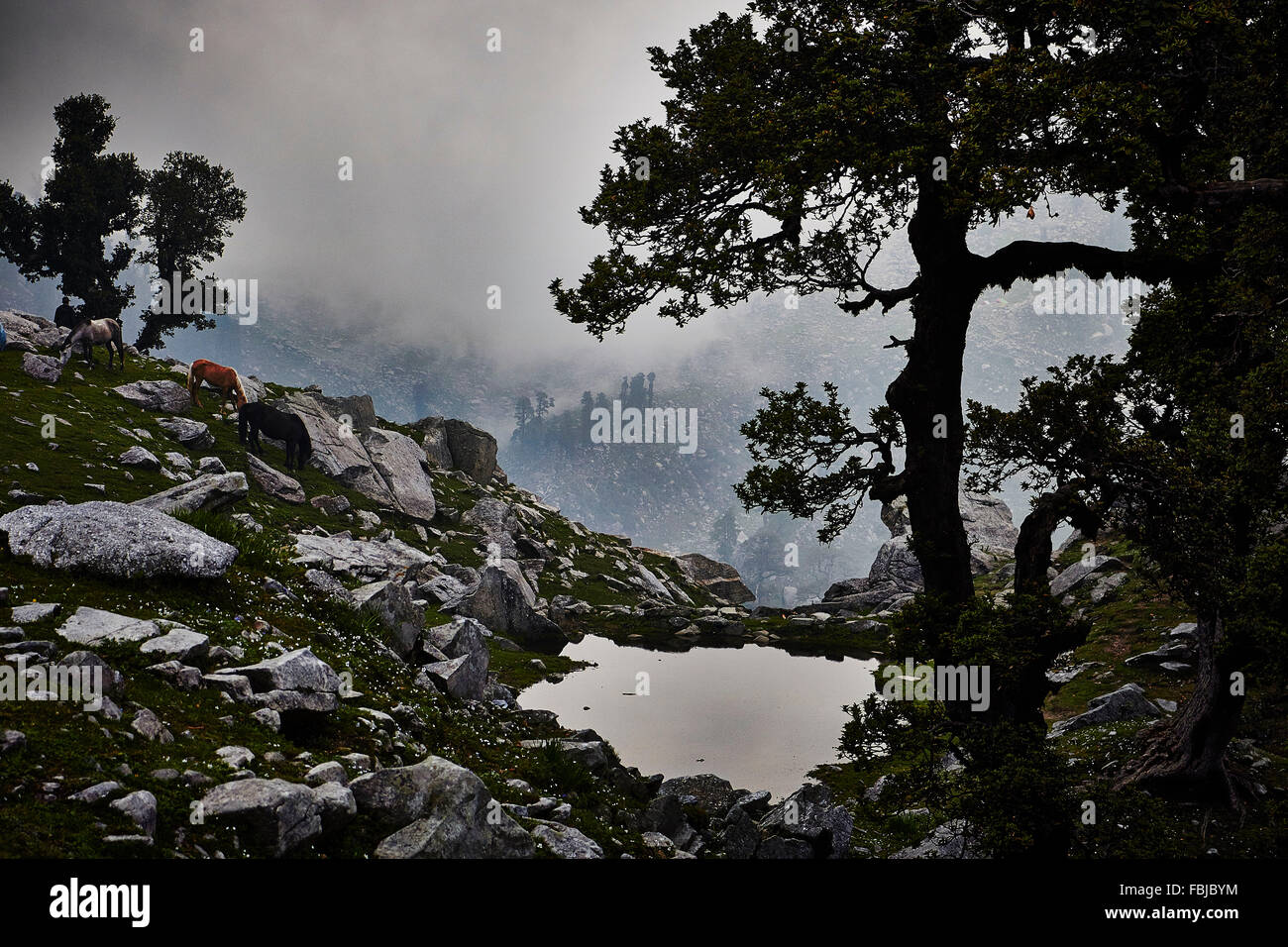 im indischen Himalaya, Pferde, Indrahar Pass, Schnee Gipfel, Dhauladhar, Himachal Pradesh, Indien Stockfoto