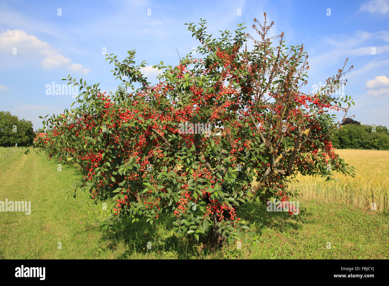 Sour cherry prunus cerasus -Fotos und -Bildmaterial in hoher Auflösung ...