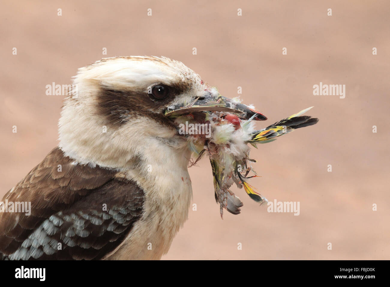 Lachende Kookaburra mit Wellensittich, Dacelo novaeguineae Stockfoto