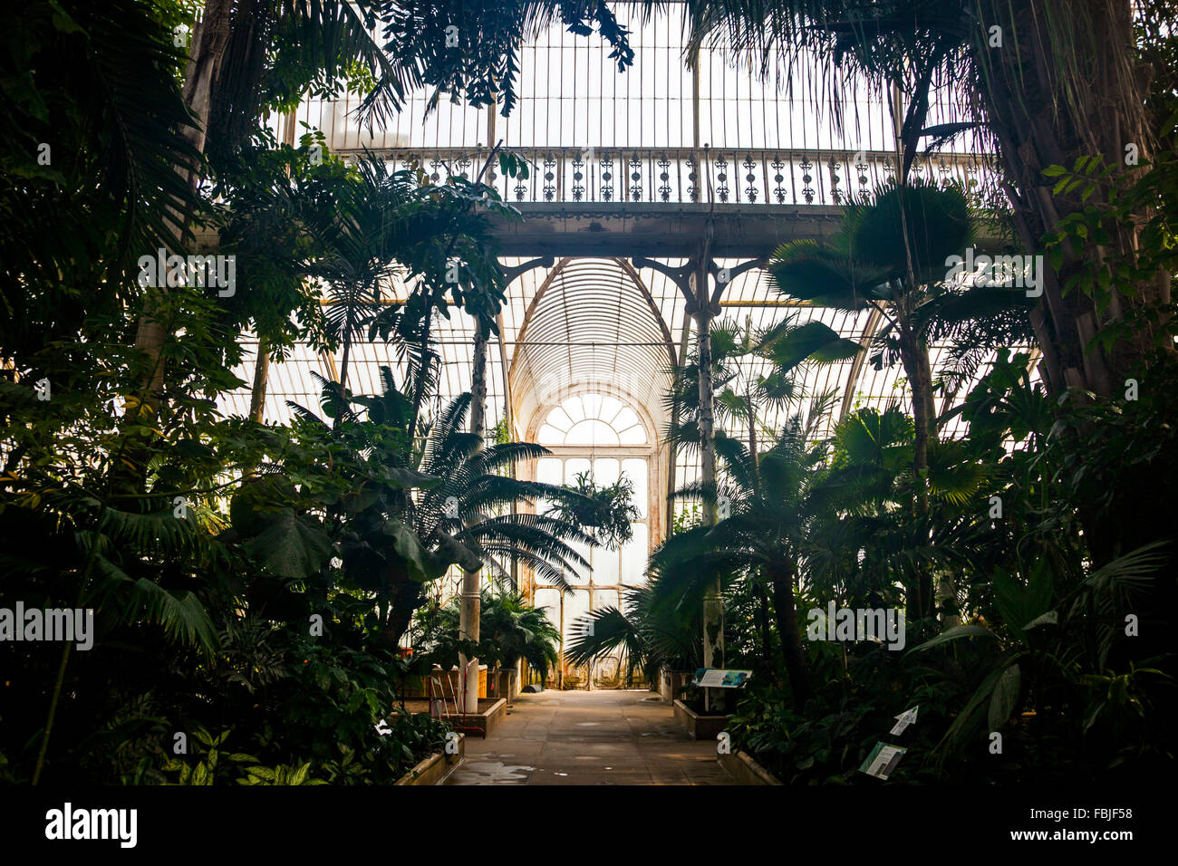 Im Inneren das Palmenhaus in Kew Gardens - London, England Stockfoto