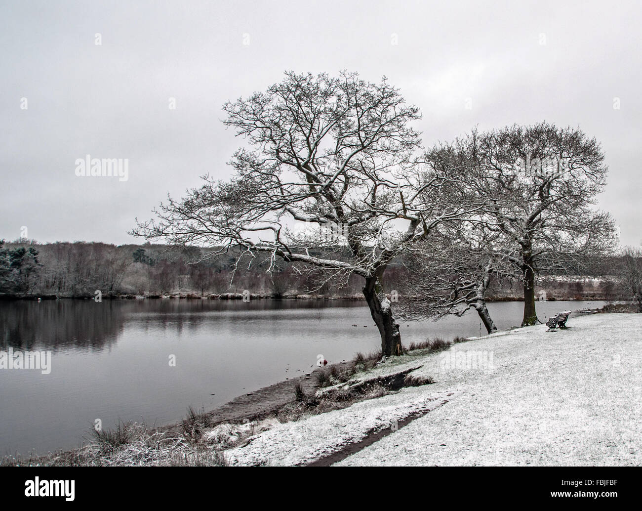 Longmoor Pool in Sutton Park. Stockfoto