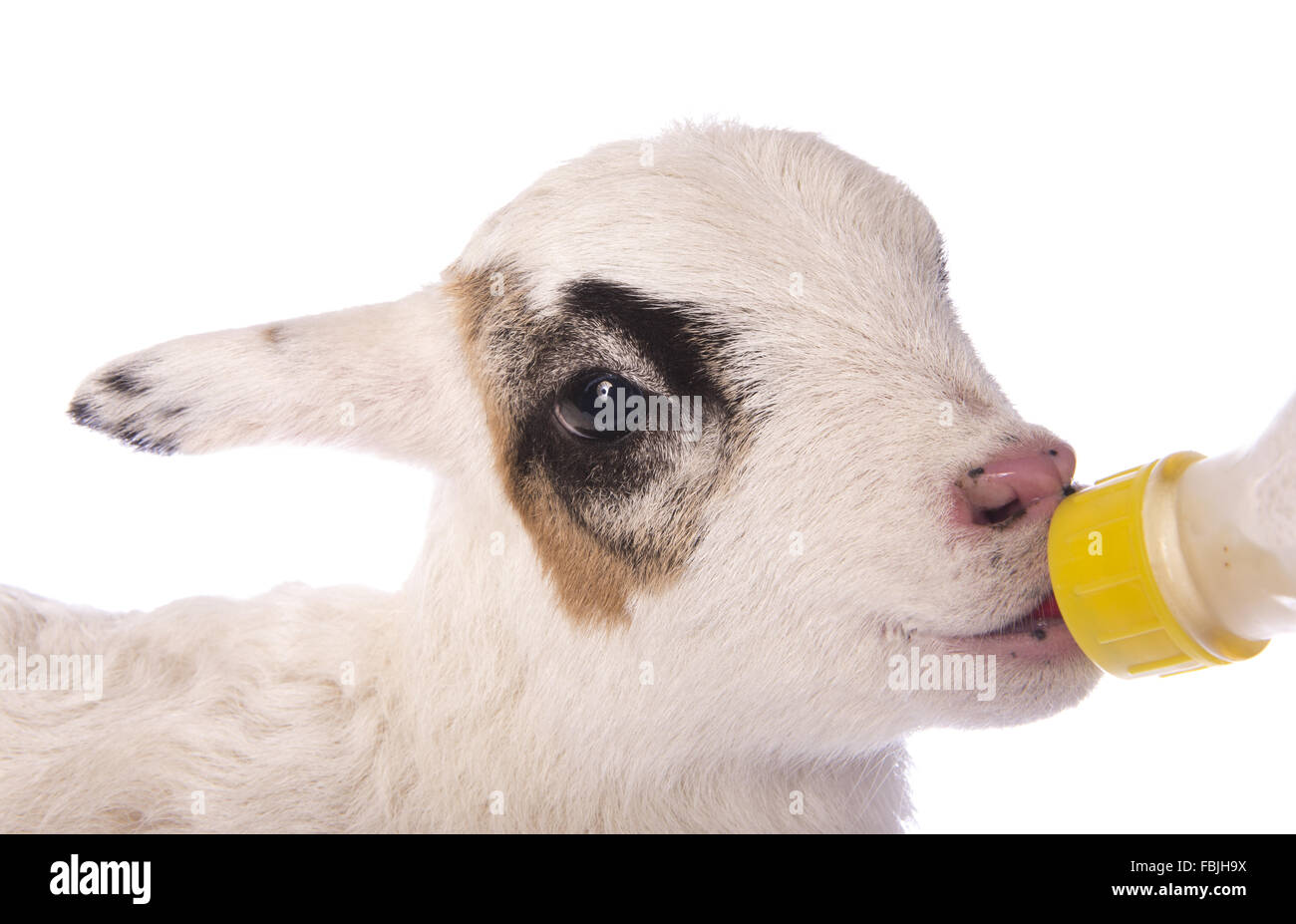 Niedliche kleine Lamm Essen aus einer Flasche isoliert auf weißem Hintergrund Stockfoto