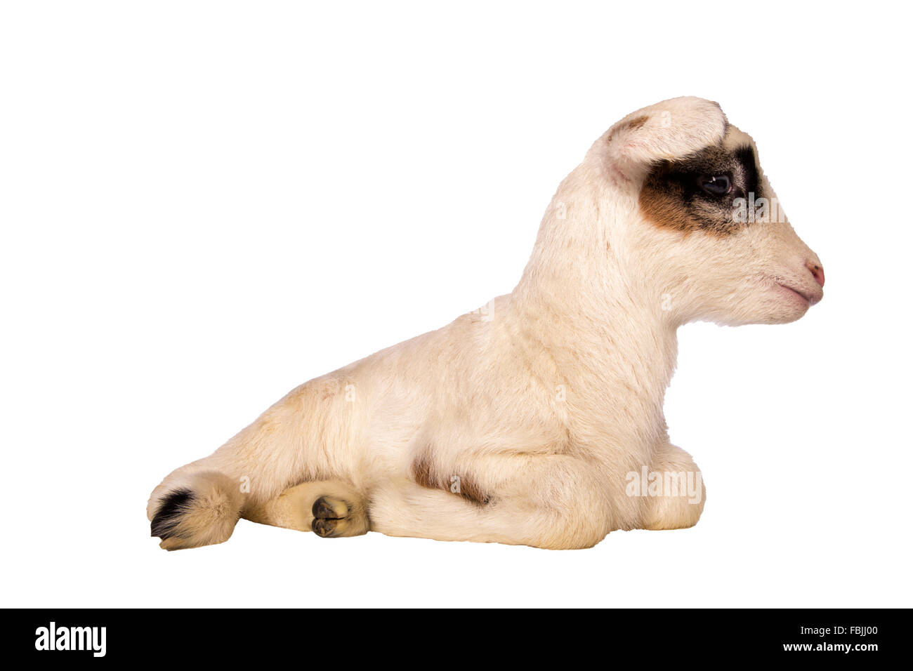 Niedliche Lämmchen liegend isoliert auf weißem Hintergrund Stockfoto