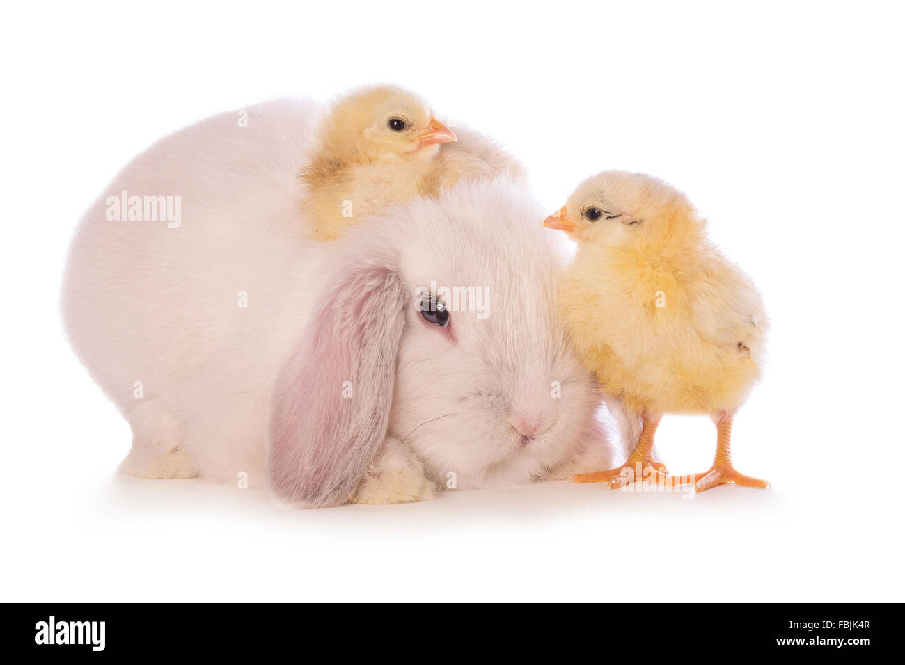 Weiße Mini Lop-Hase mit schwedischen Blume Küken isoliert auf weißem Hintergrund Stockfoto