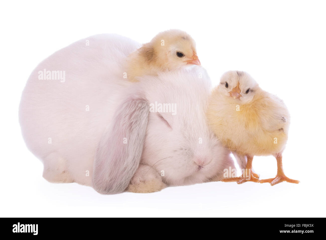 Weiße Mini Lop Hase schlafen mit schwedischen Blume Küken isoliert auf weißem Hintergrund