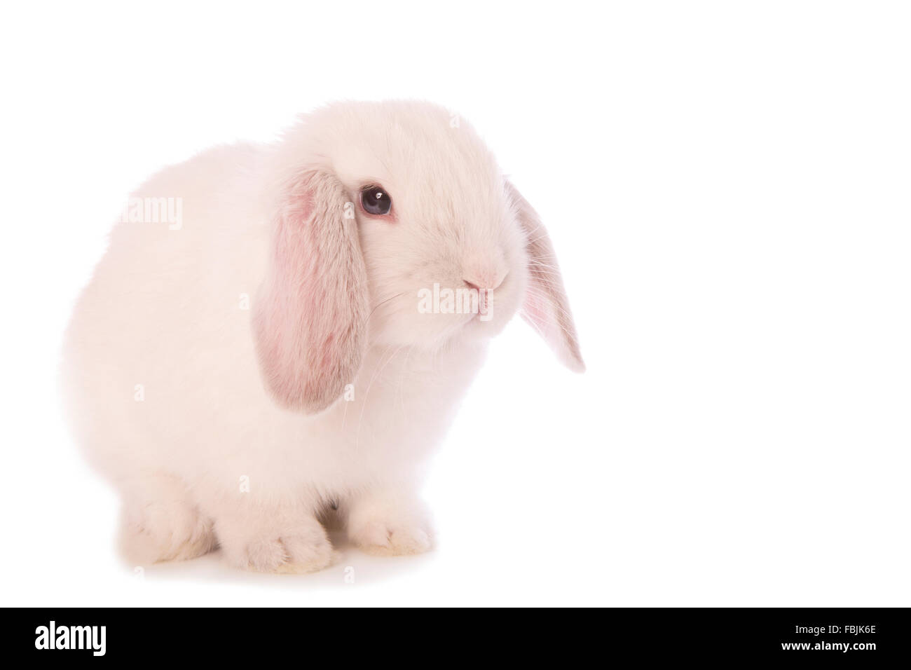 Weiße Mini Lop Hase auf Whtie Hintergrund isoliert Stockfoto