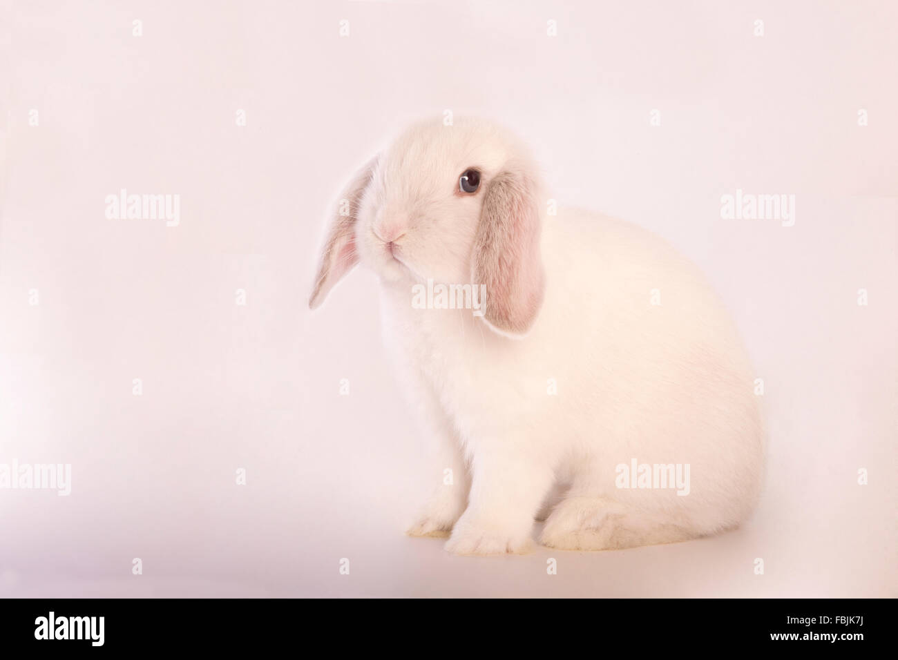 Weiße Mini lop Hase auf grauem Hintergrund isoliert Stockfoto