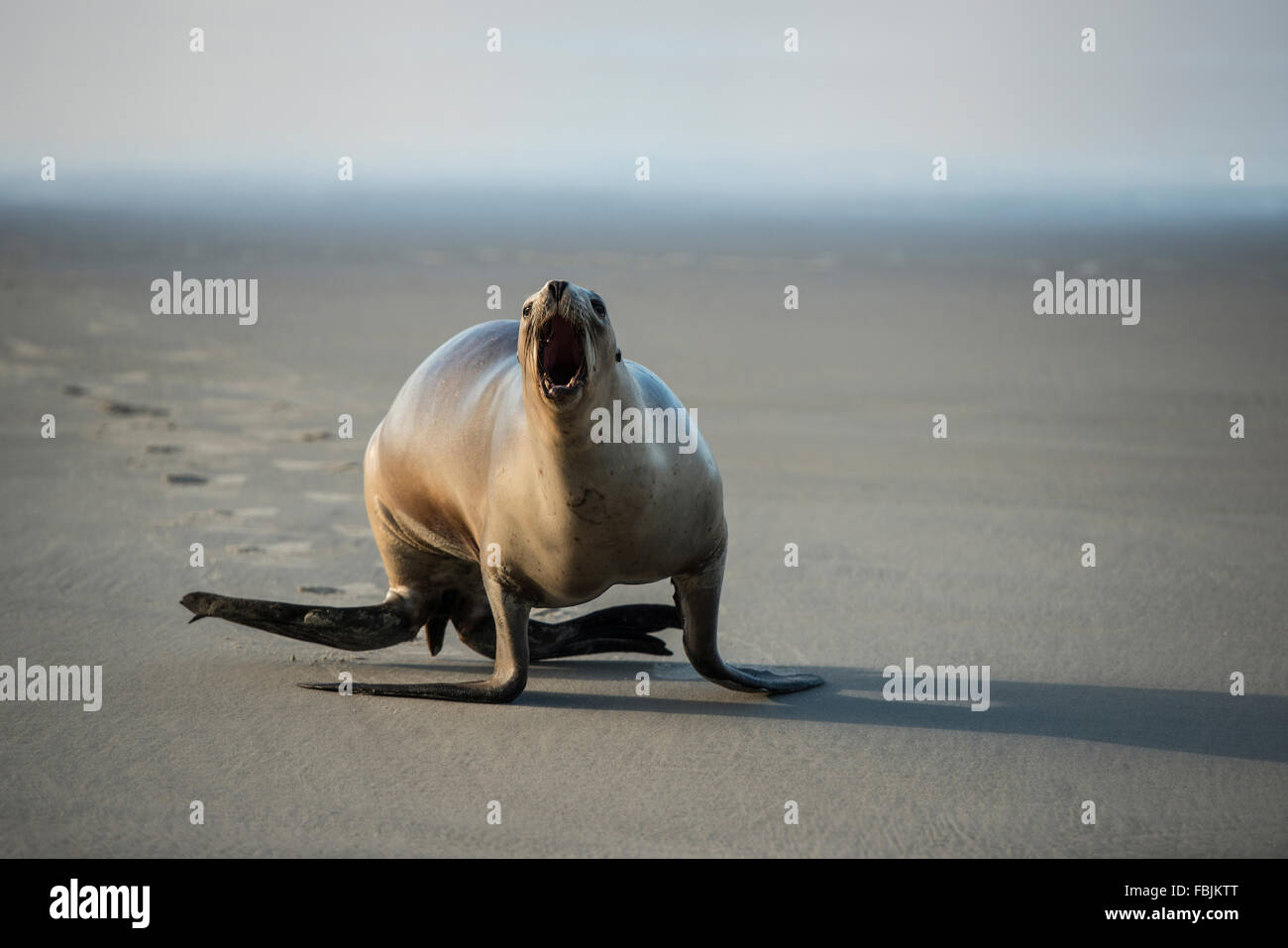 Wütend Seelöwen, Hooper Inlet, Halbinsel Otago, Neuseeland. Stockfoto