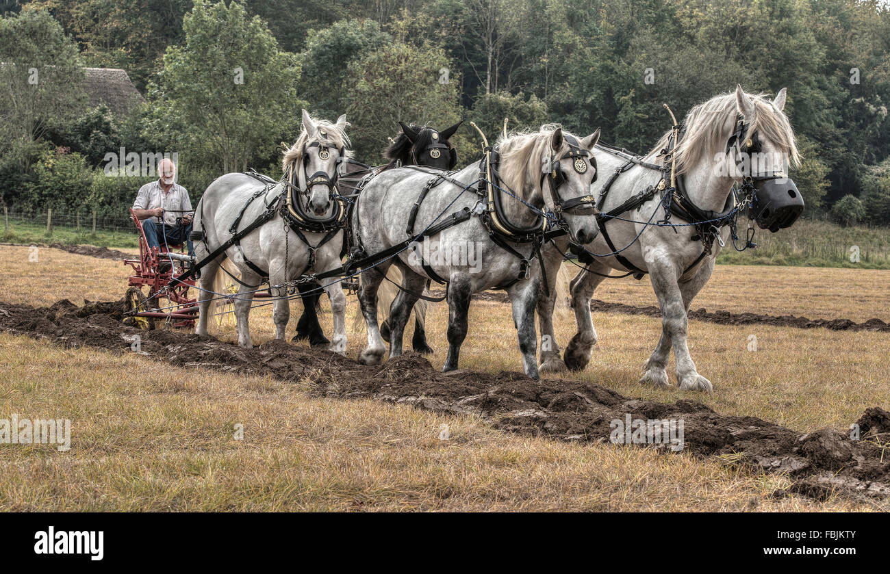 Pferd Pflügen bei Singleton, Weald und Downland Open Air Museum, West Sussex, England Stockfoto
