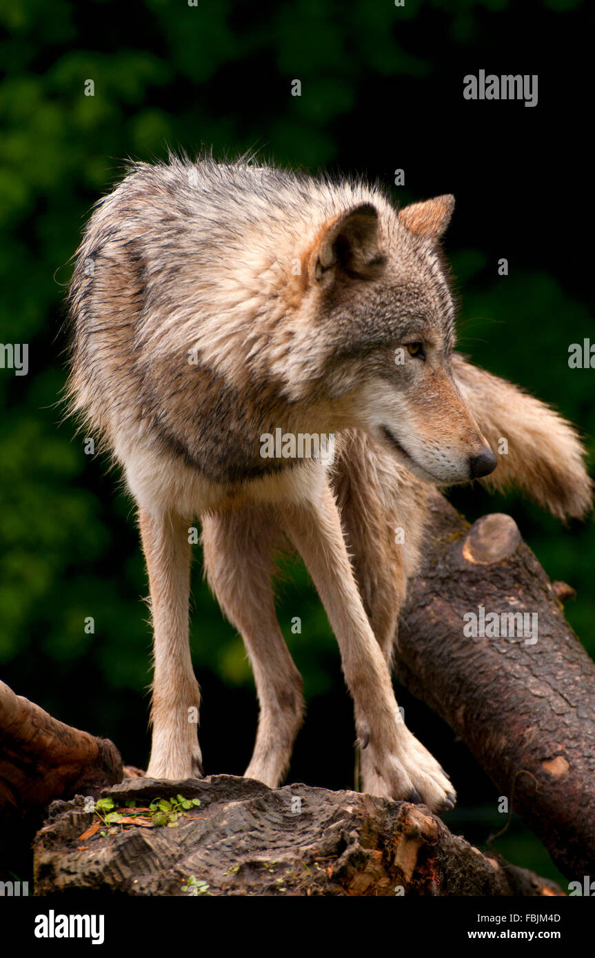 Timberwolf, Oregon Zoo, Washington Park, Portland, Oregon Stockfoto