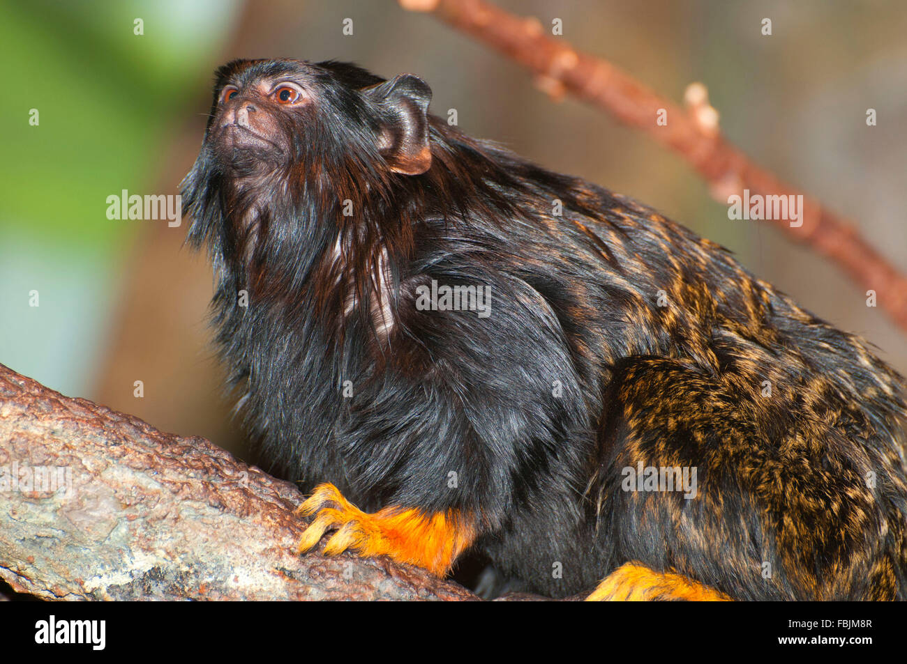 Rothändige Tamarin, Portland, Oregon, Oregon Zoo, Washington Park Stockfoto