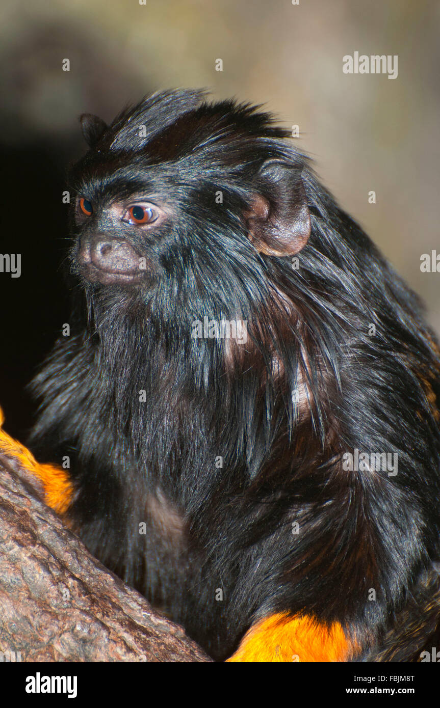 Rothändige Tamarin, Portland, Oregon, Oregon Zoo, Washington Park Stockfoto