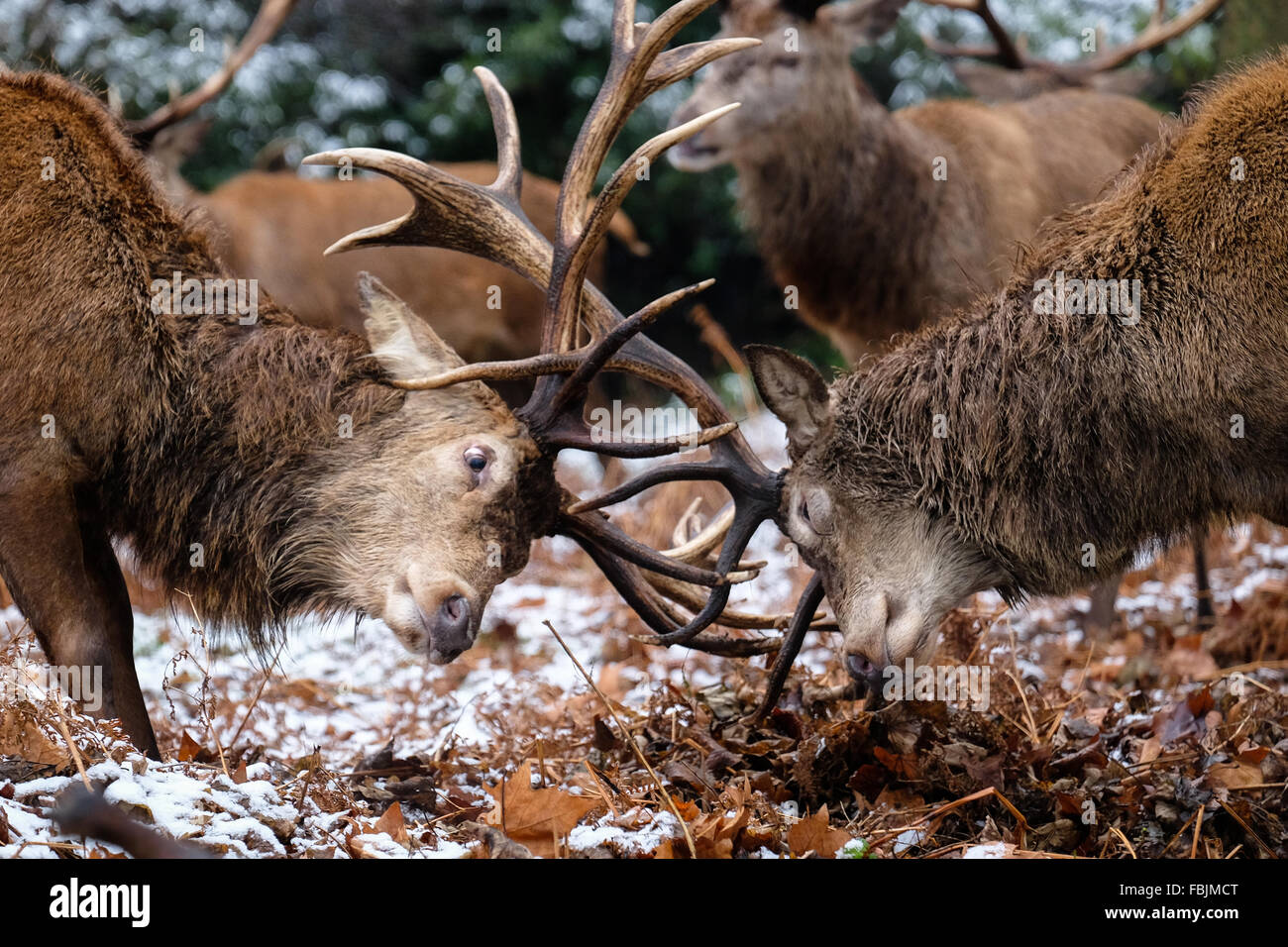 London, Vereinigtes Königreich. 17. Januar 2016. Einen beheizten Moment: rote Hirsche sparring auf tief verschneiten Gelände in Richmond Park. Bildnachweis: Jacqueline Lau/Alamy Live-Nachrichten Stockfoto