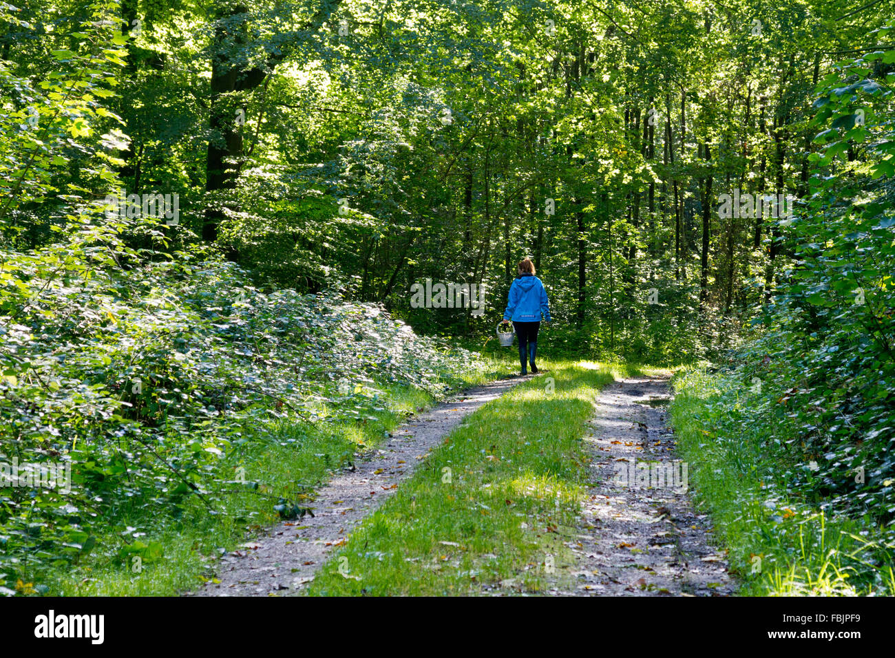 Rückansicht der Frau in blauer Jacke Fuß Straße durch grüne, üppige Wald mit einem Korb auf der Suche nach Pilzen. Stockfoto