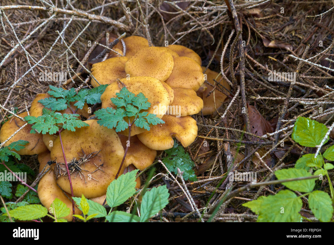 Pilze wachsen in einem dänischen Wald. Stockfoto