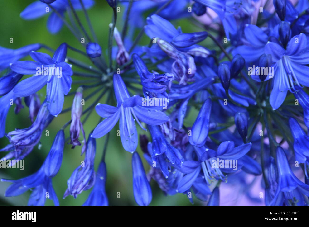 Blaue Hyazinthe Stockfoto