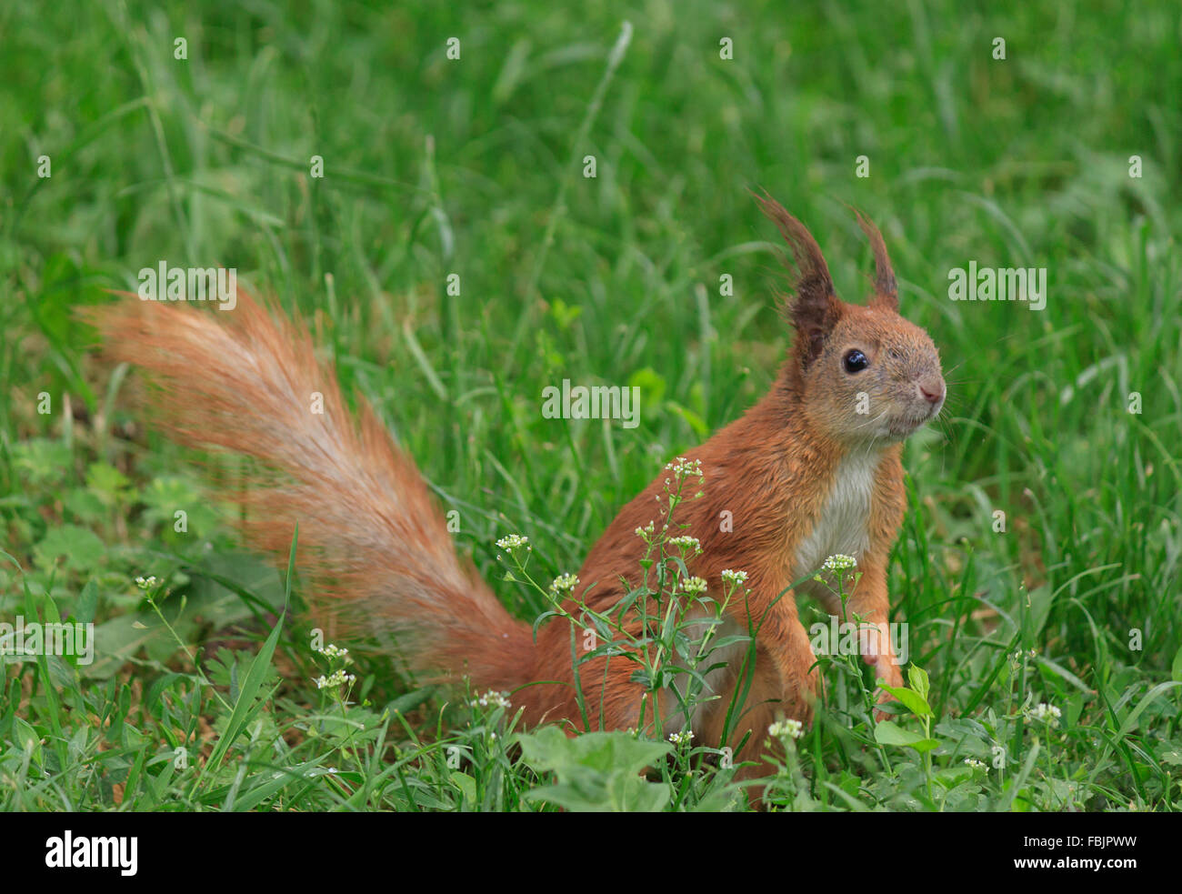 Nahaufnahme von Eichhörnchen in Grasgrün Stockfoto