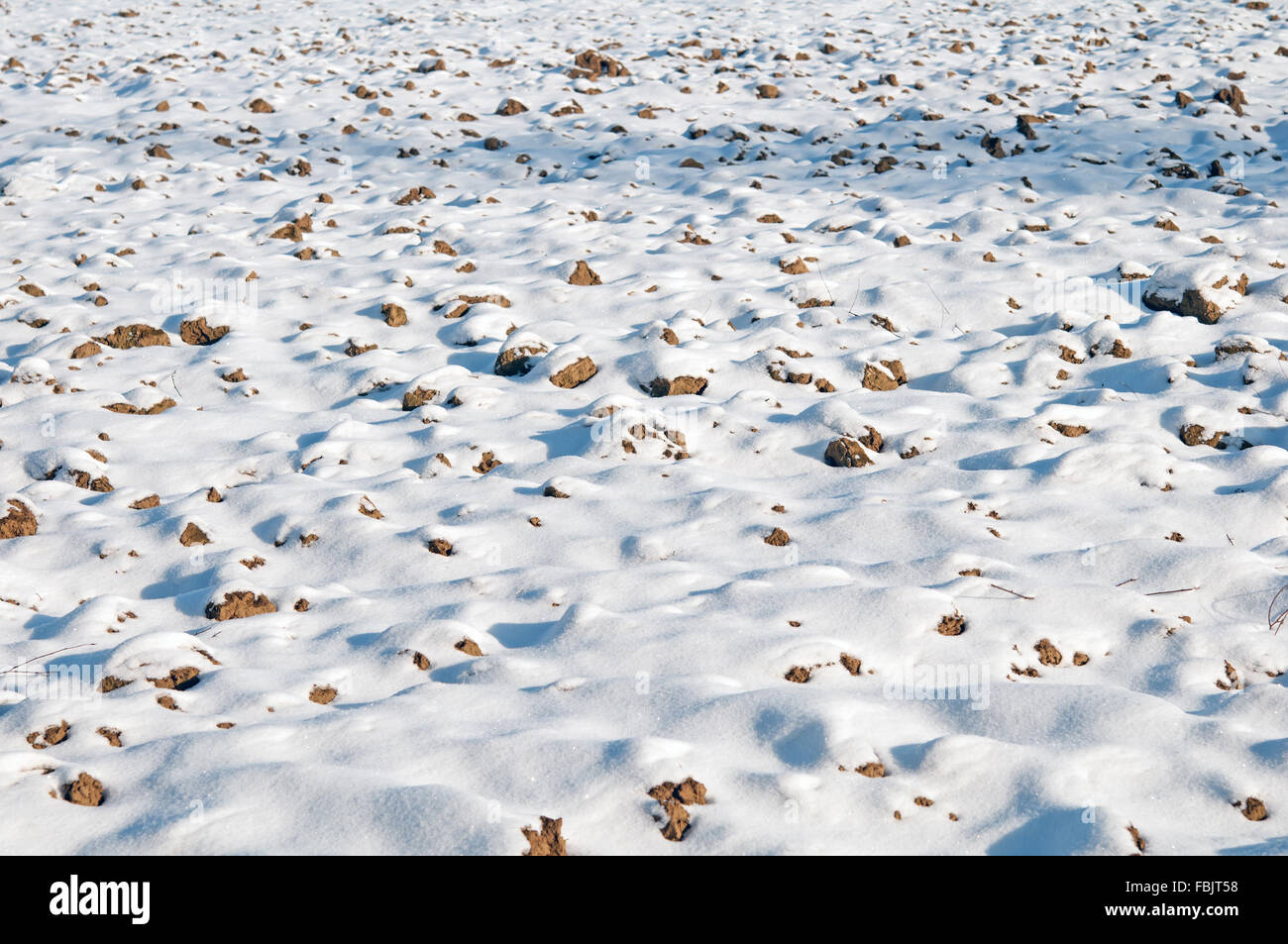 Bereich der Schnee. Nahaufnahme Stockfoto