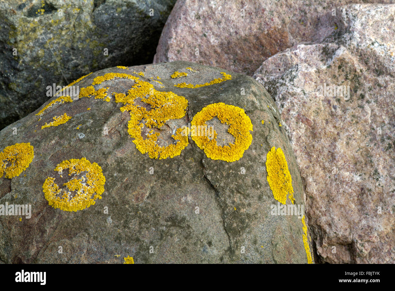 Leuchtend gelbe Flechten in einem Ringmuster auf einem Felsen. Stockfoto