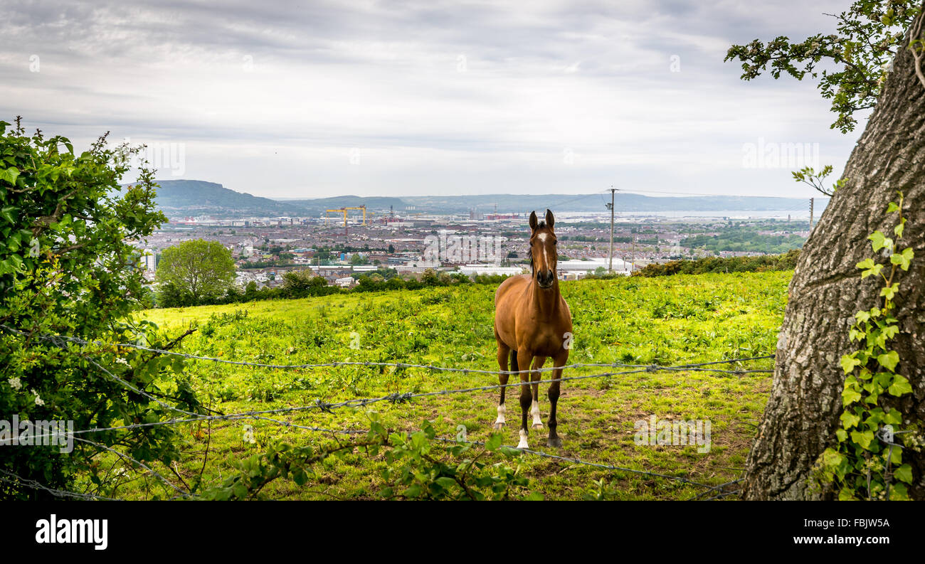 Ein schönes Pferd steht in einer gefüllten Irish Wiese mit Blick auf die Stadt von Belfast Stockfoto