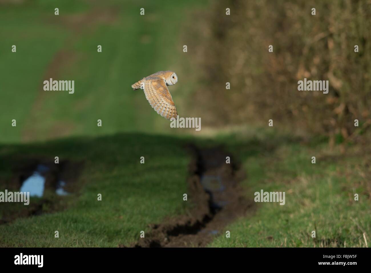 Schleiereule - Tyto Alba, im Flug, Norfolk, England, Januar. Stockfoto