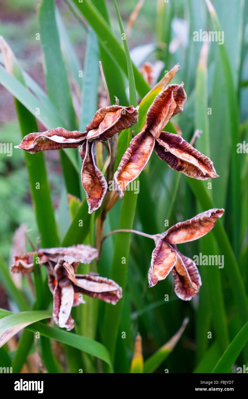 Iris Foetidissima - stinkenden Iris, Samenköpfe im Winter, Stockfoto