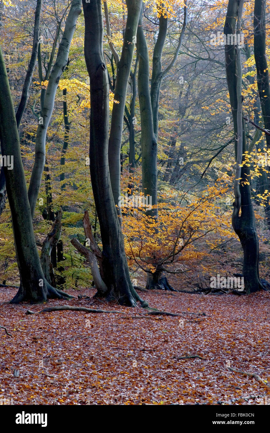 Altem Baumbestand in Buche (Fagus Sylvatica) und andere Laubbäume mit Herbstfärbung und Waldboden übersät mit gefallen lassen Stockfoto
