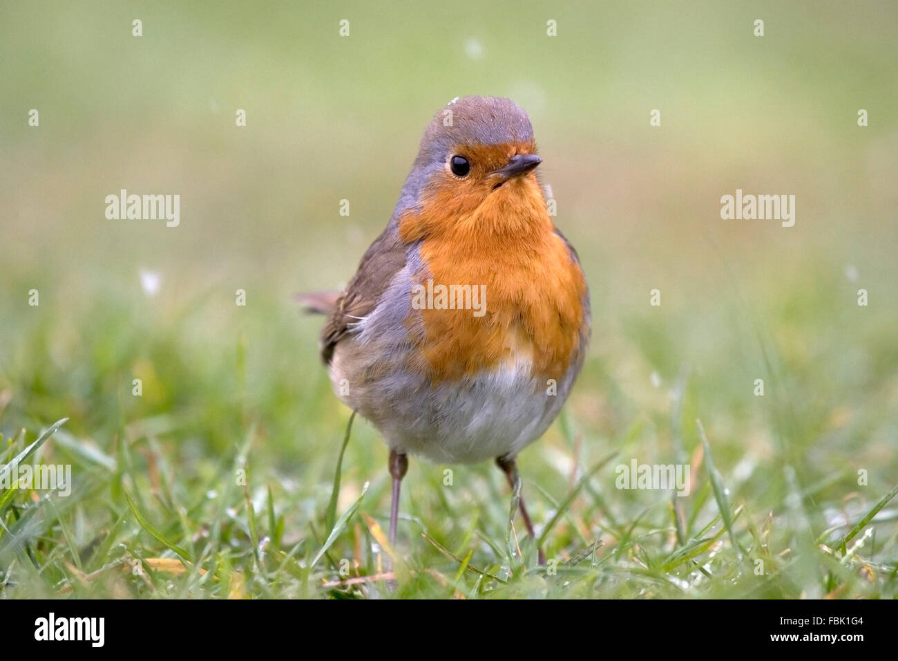 Rotkehlchen (Erithacus Rubecula) auf der Wiese im Garten, Nahaufnahme, fotografiert in Bentley, Suffolk, April 2008 Stockfoto