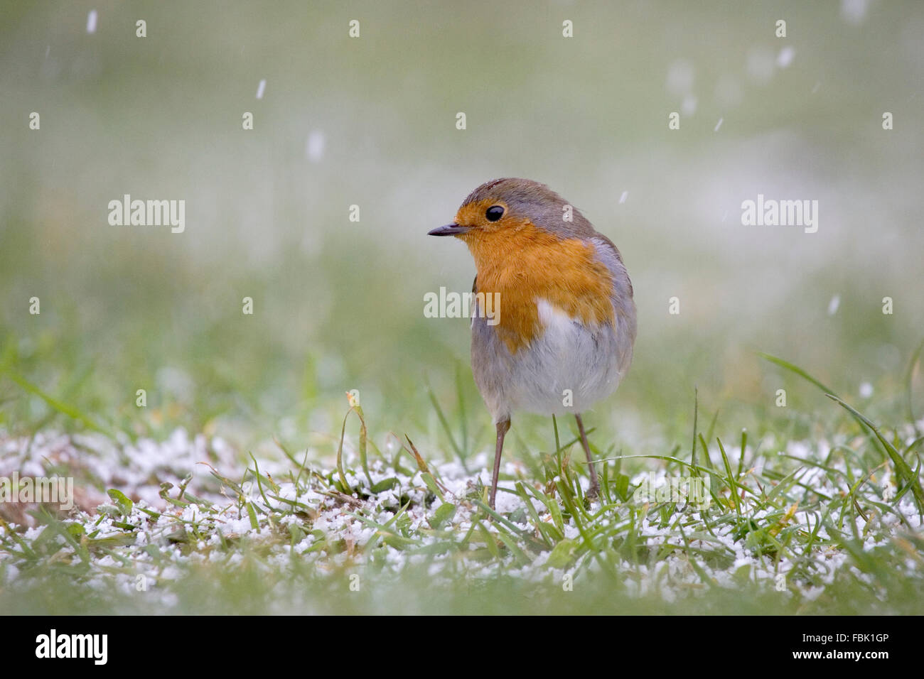 Rotkehlchen (Erithacus Rubecula) auf der Wiese im Garten, im Schnee, fotografiert in Bentley, Suffolk, April 2008 Stockfoto