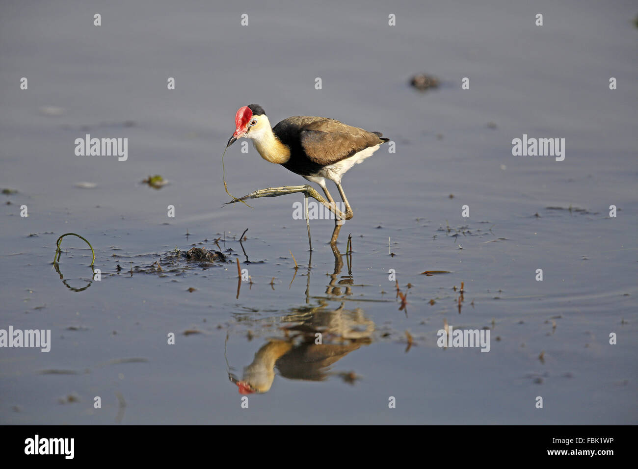 Kamm-crested Jacana, Irediparra Gallinacea, lange Zehen zeigen Stockfoto