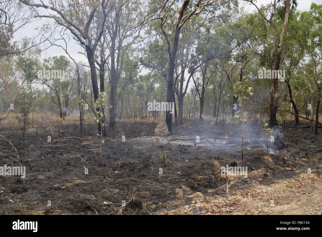 Vor kurzem verbrannt australischen Landschaft Stockfoto