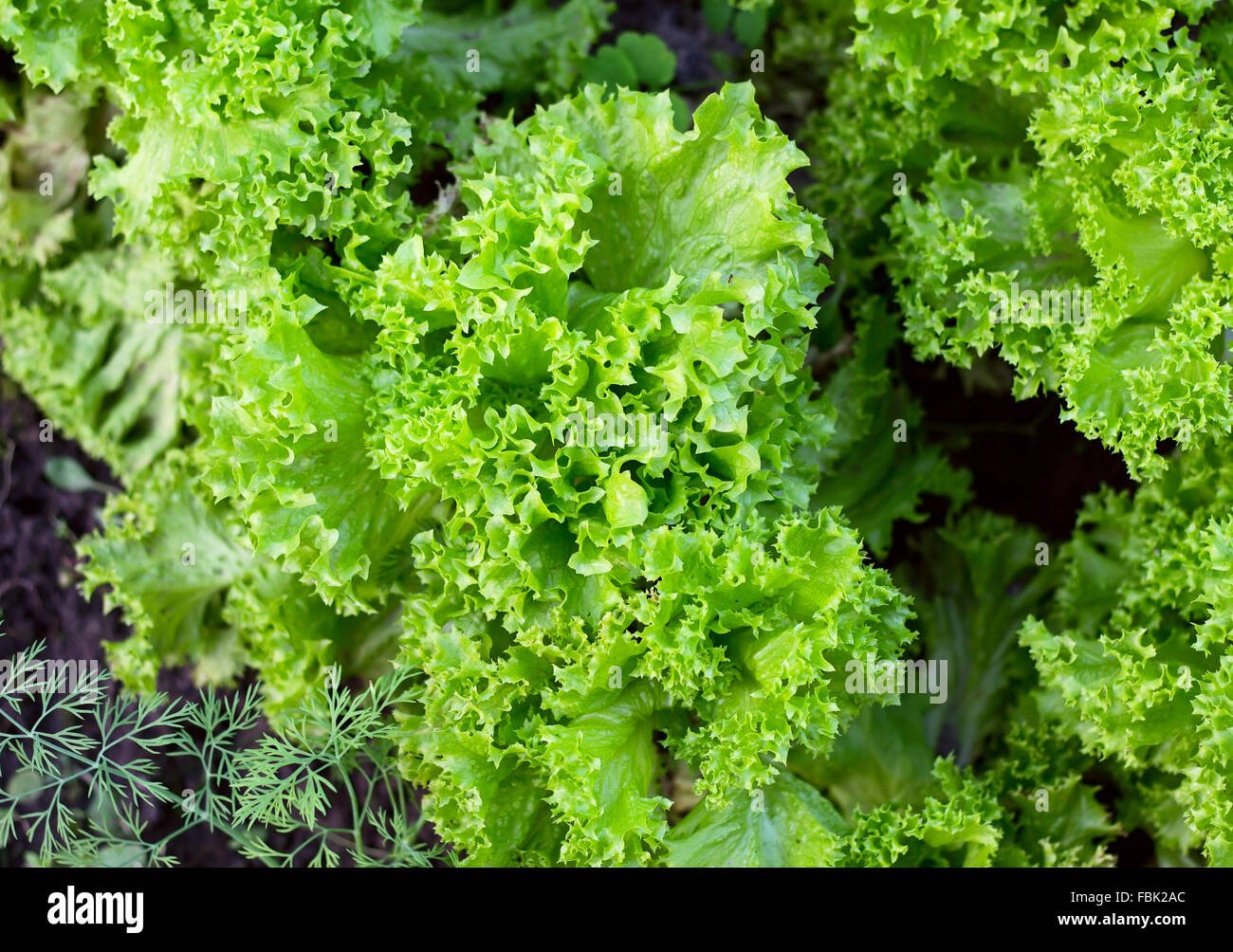 Frischer grüner Salat Salat, fragment Stockfoto