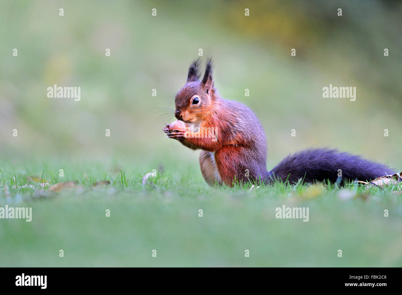 Eichhörnchen (Sciurus Vulgaris) mit Haselnuss, auf der Wiese im Garten, im Newlands-Tal in der Nähe von Keswick, Cumbria, Lake District, Stockfoto