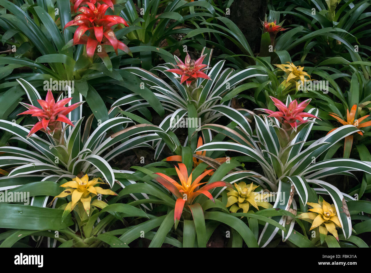 Farbe für eine düstere Zeit des Jahres, Bromelien, Parque Das Aves, Foz do Iguaçu, Brasilien Stockfoto