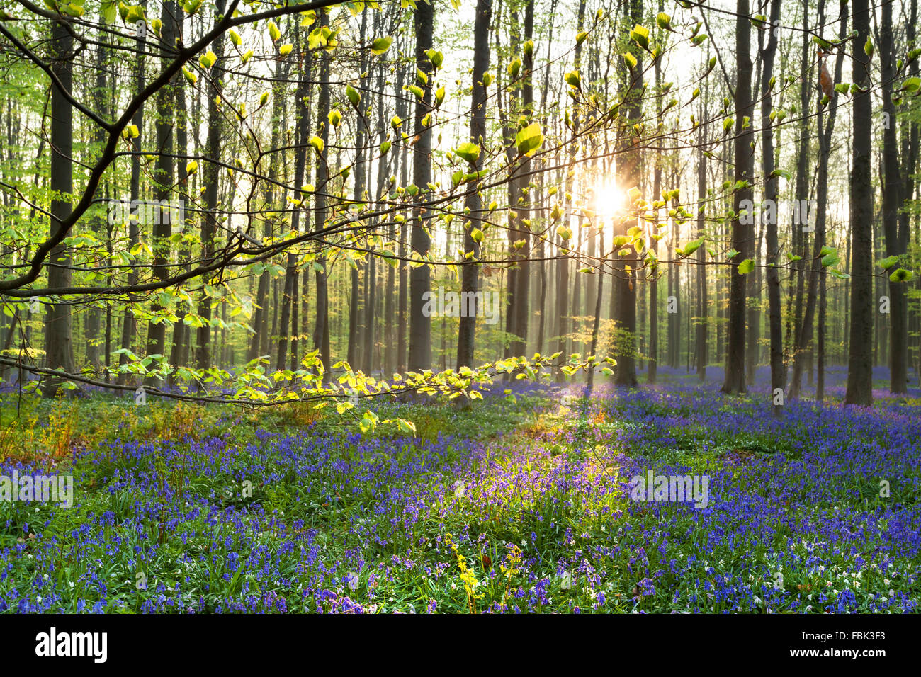 Morgensonne im Wald mit Bluebell Blumen, Belgien Stockfoto
