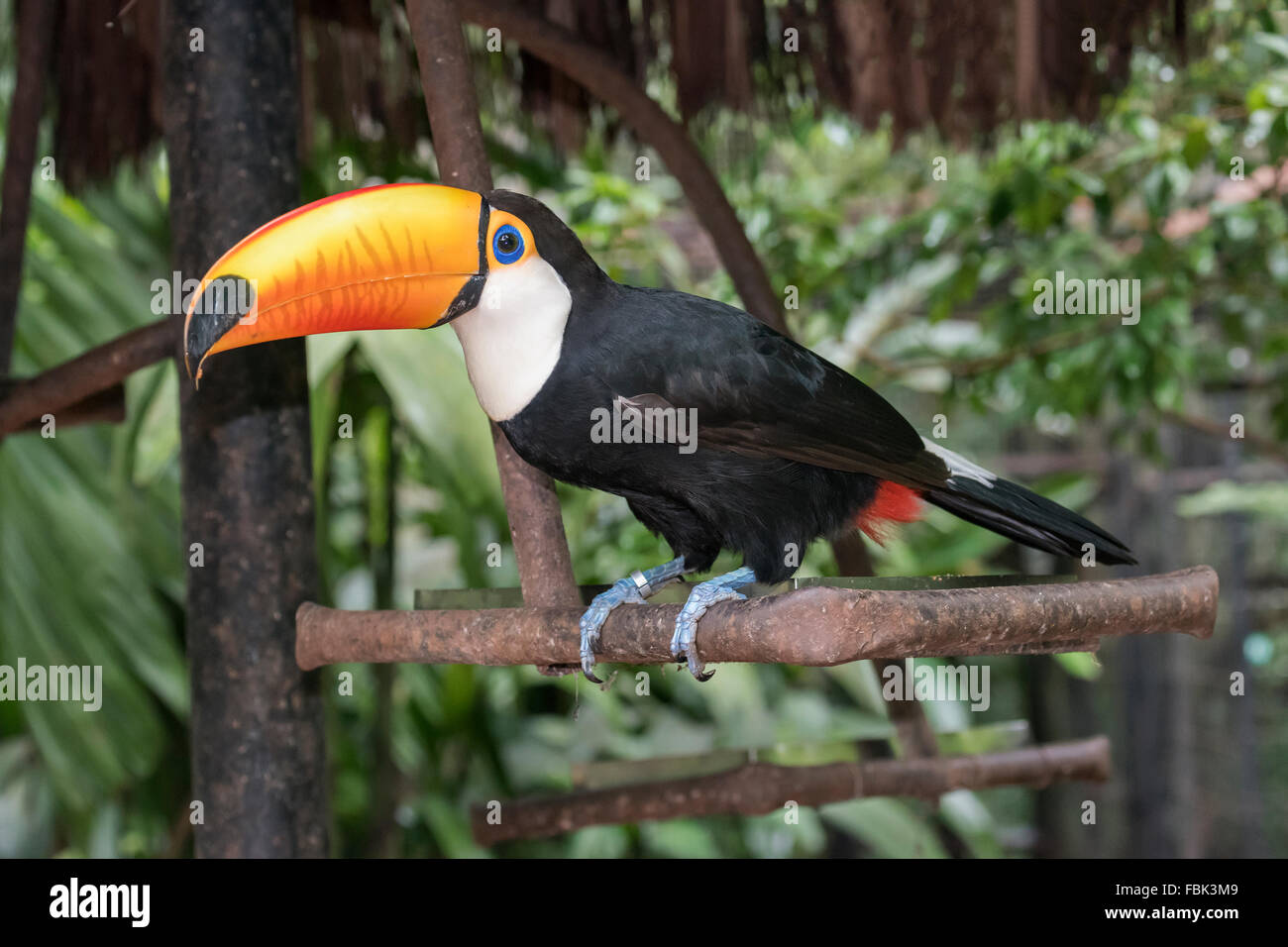 Riesentukan (Ramphastos Toco) an einer Futterstelle, Parque Das Aves, Foz do Iguaçu, Brasilien Stockfoto