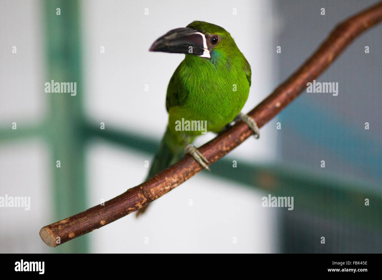 Green Parrot sitzen auf einer Extremität Stockfoto