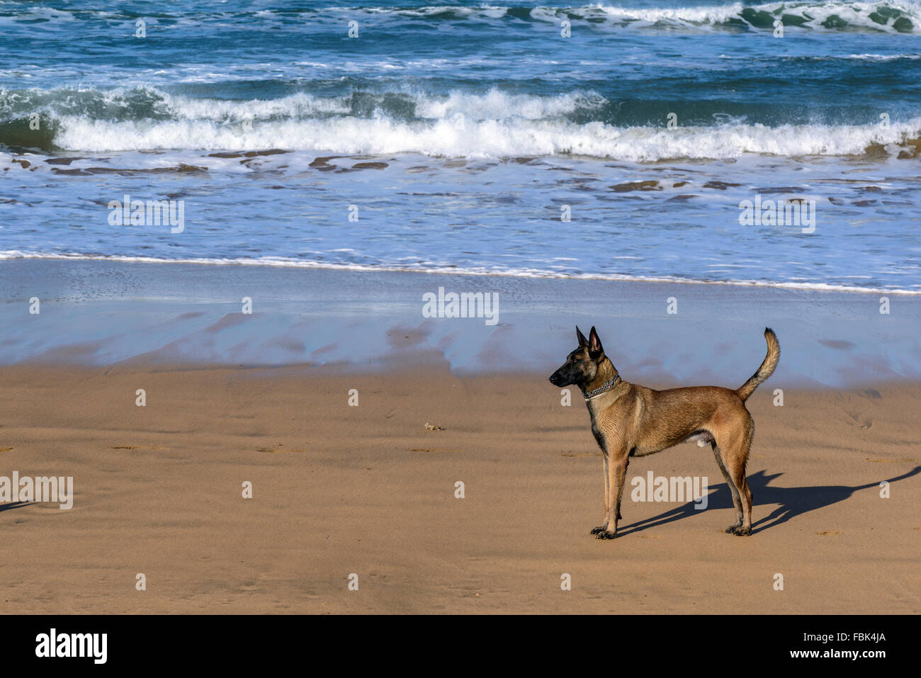 Hund an der Küste des Golf von Biskaya auf die Beach Arena, Bilbao, Spanien. Stockfoto