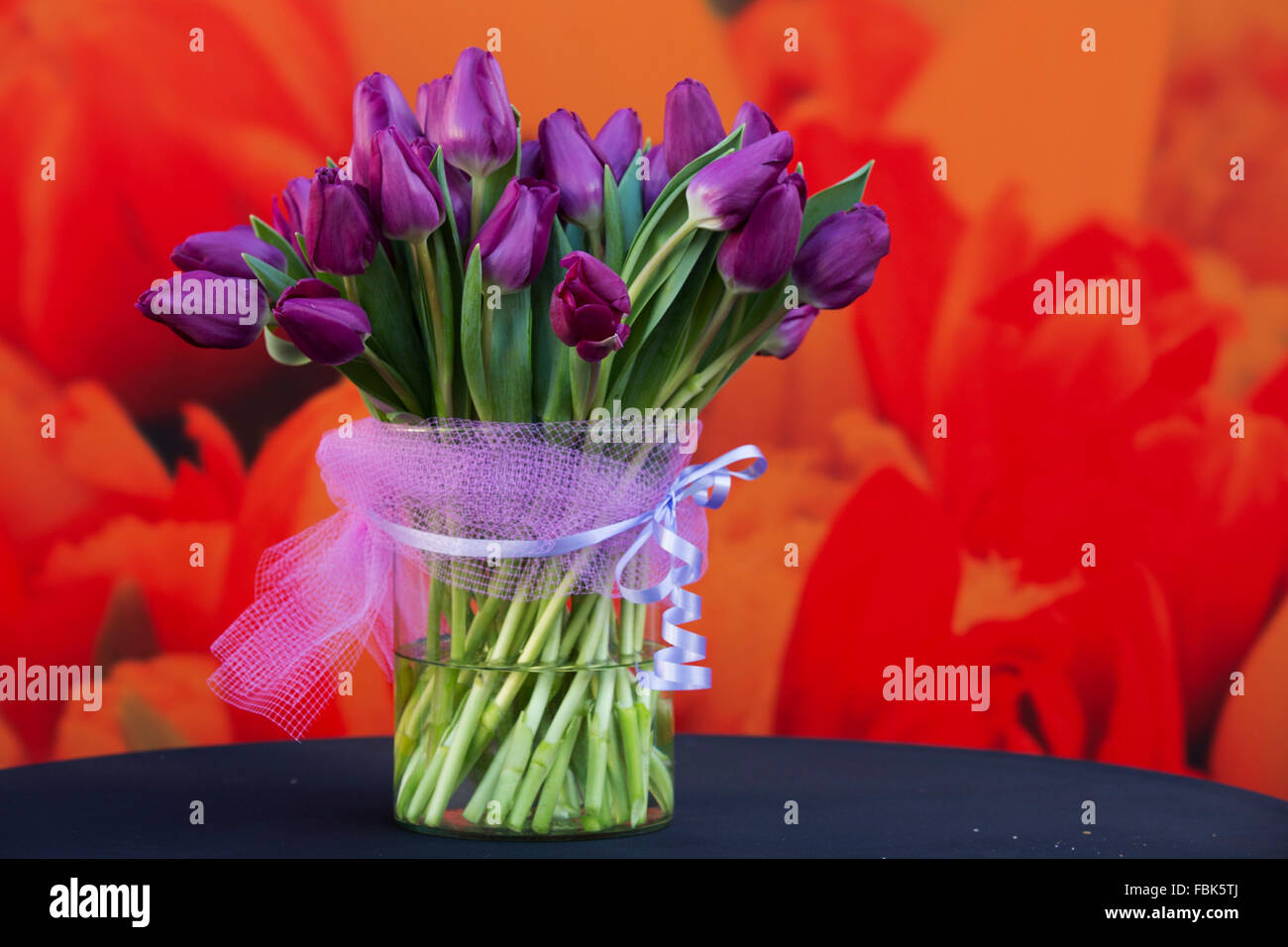 Die Spinoza-Tulpe wird vorgestellt am Nationalfeiertag Tulpe in Amsterdam, Niederlande. Der Tag ist am dritten Samstag im Januar. Stockfoto