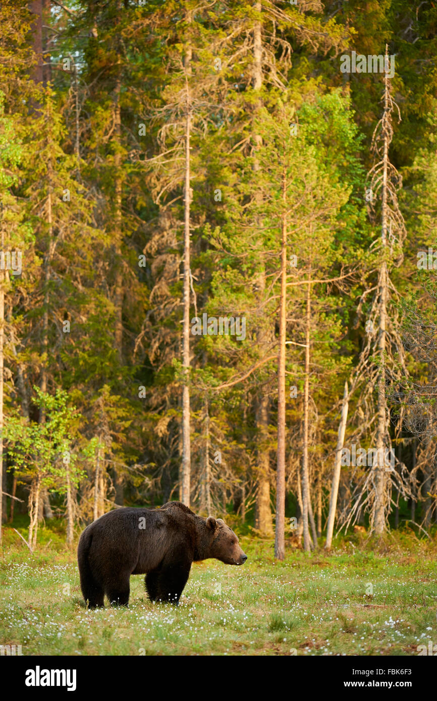 Wilde Braunbären vertikal im Frühjahr in der finnischen Taiga mit den Bäumen des Waldes im Hintergrund fotografiert. Stockfoto