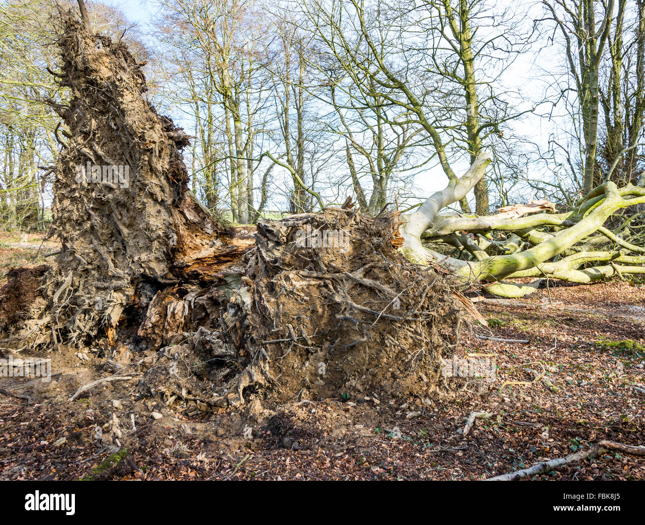 Ein umgestürzter Baum liegt in einem Wald in Clandeboye Estate, County Down in Irland Stockfoto