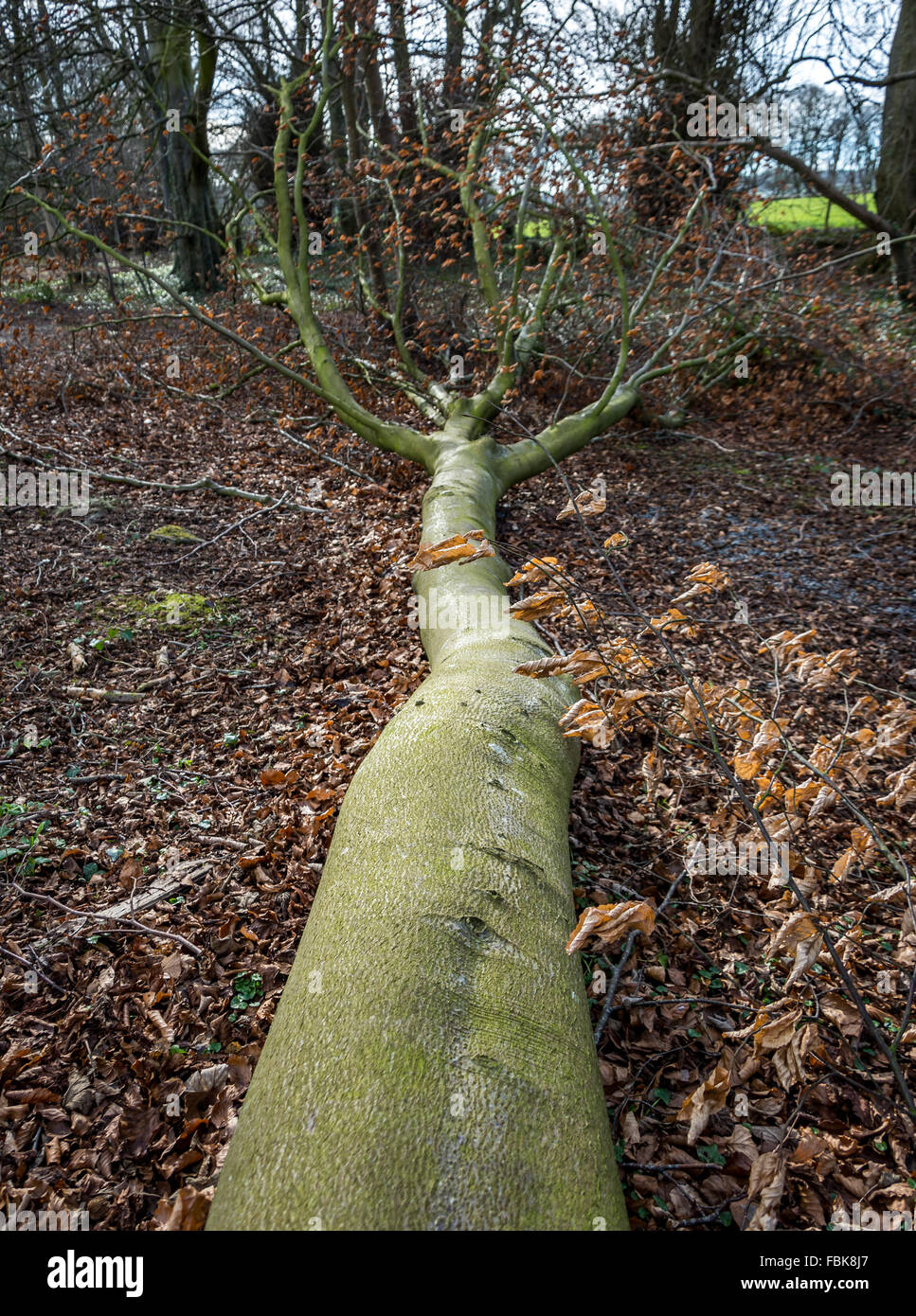 Ein umgestürzter Baum liegt in einem Wald in Clandeboye Estate, County Down in Irland Stockfoto