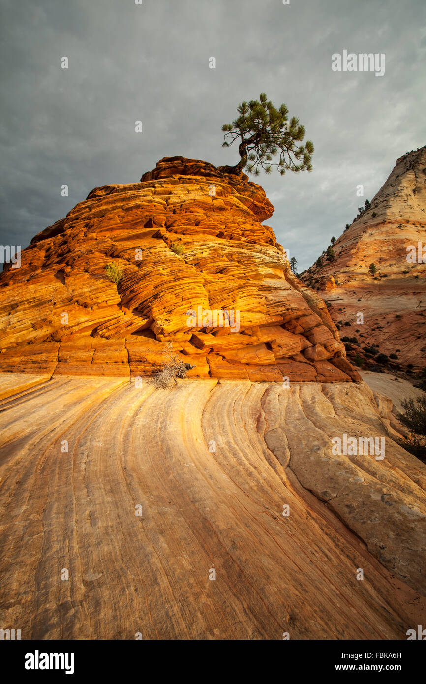 Ritzel-Kiefer wächst auf Sandstein Stapel im Zion Nationalpark, UTAH, USA Stockfoto