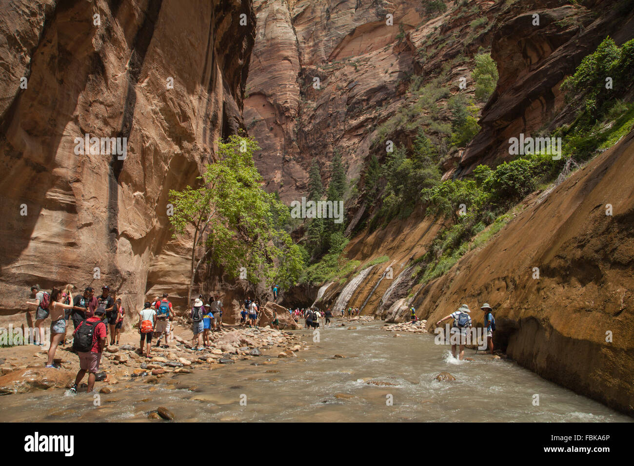 Die Narrows, Zion Nationalpark Stockfoto