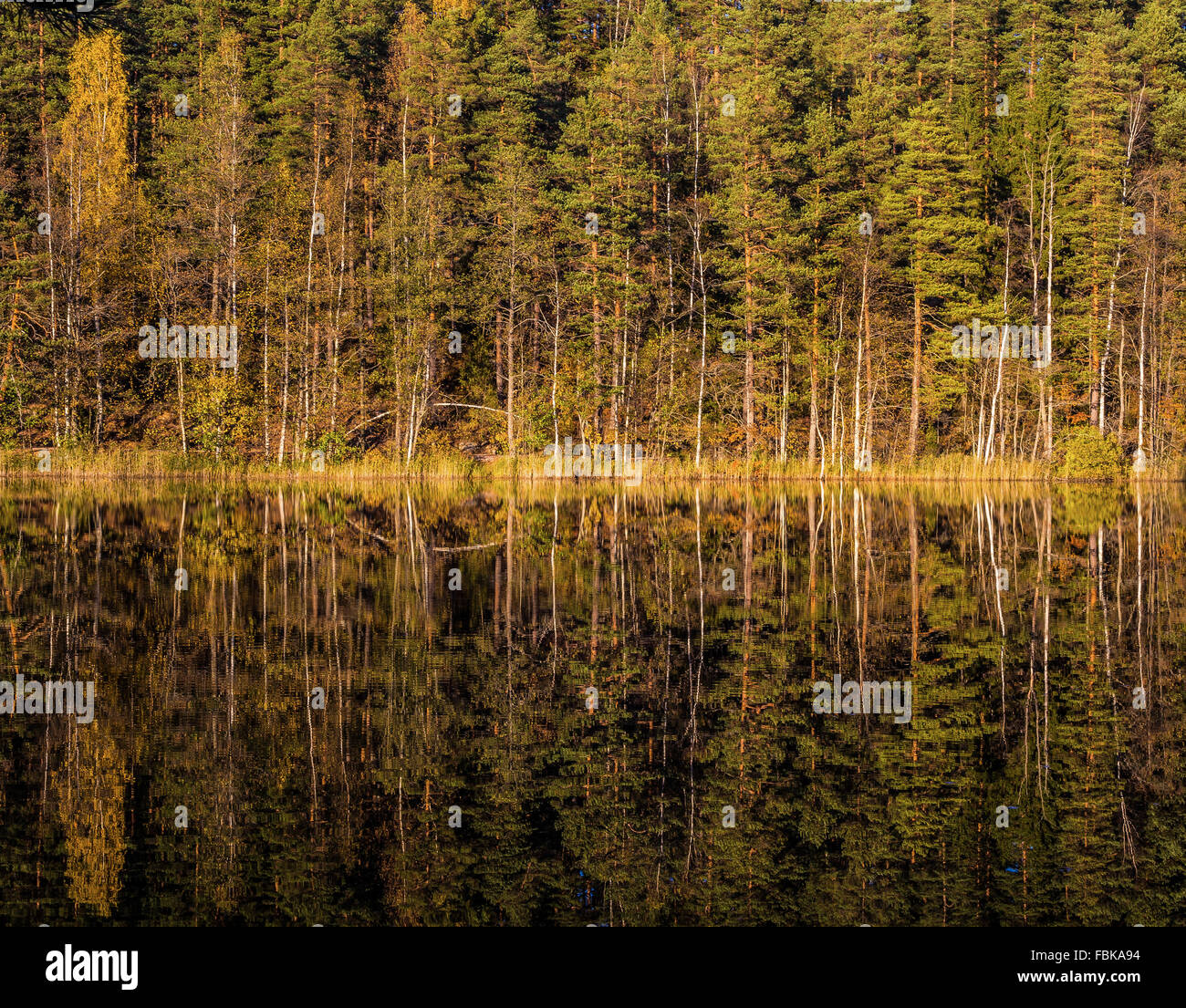 Herbstliche Spiegelungen im finnischen Wald Stockfoto