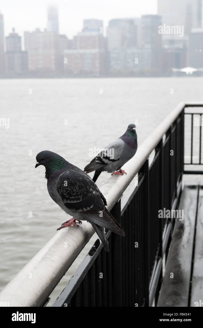 Städtische Tauben thront am Ende des Piers auf Jersey City Waterfront an einem nebligen, nassen Tag Blick auf die Skyline von NYC. Stockfoto